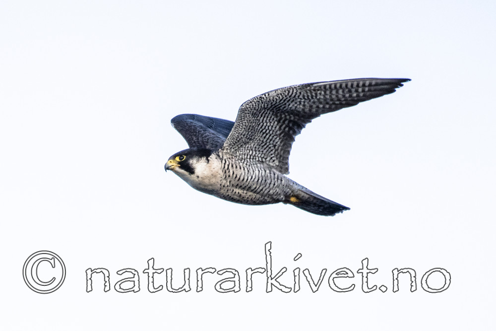 BB_20180121_0142 / Falco peregrinus / Vandrefalk