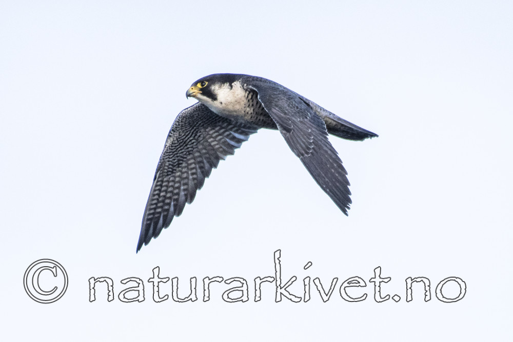 BB_20180121_0143-2 / Falco peregrinus / Vandrefalk