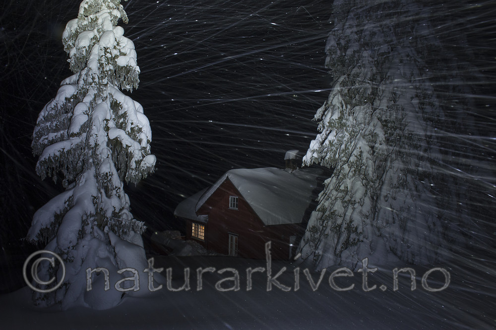 BB_20180210_0072 / Picea abies / Gran