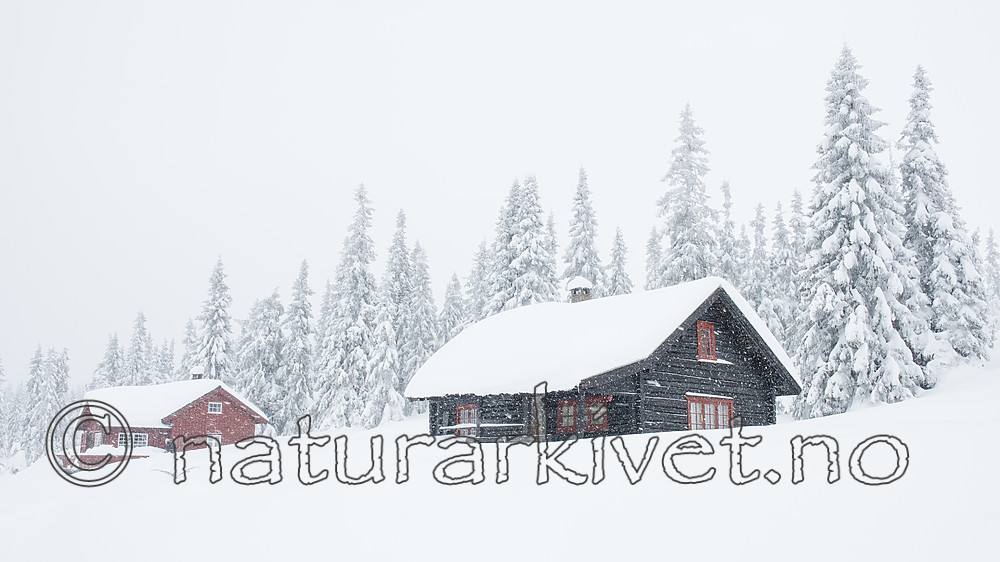 BB_20180210_0127 / Picea abies / Gran