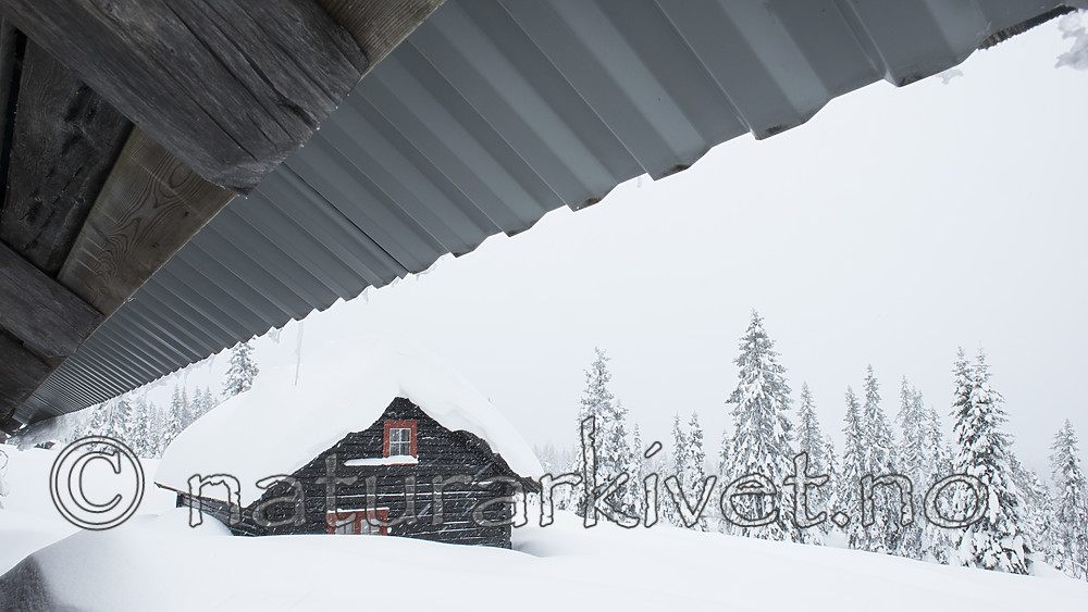 BB_20180210_0143 / Picea abies / Gran