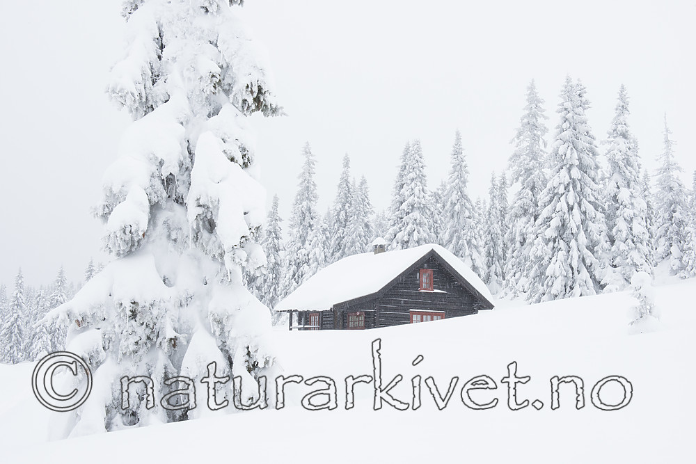 BB_20180211_0033 / Picea abies / Gran