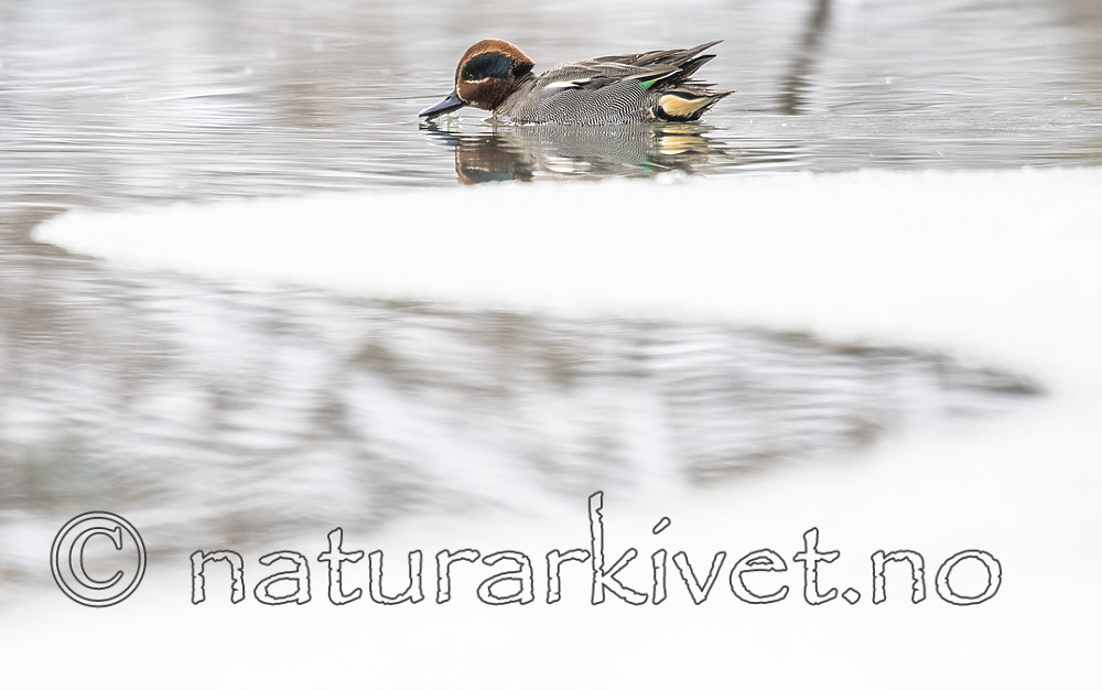 BB_20180216_0822 / Anas crecca / Krikkand