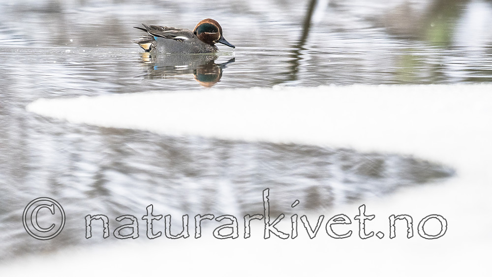 BB_20180216_0838 / Anas crecca / Krikkand