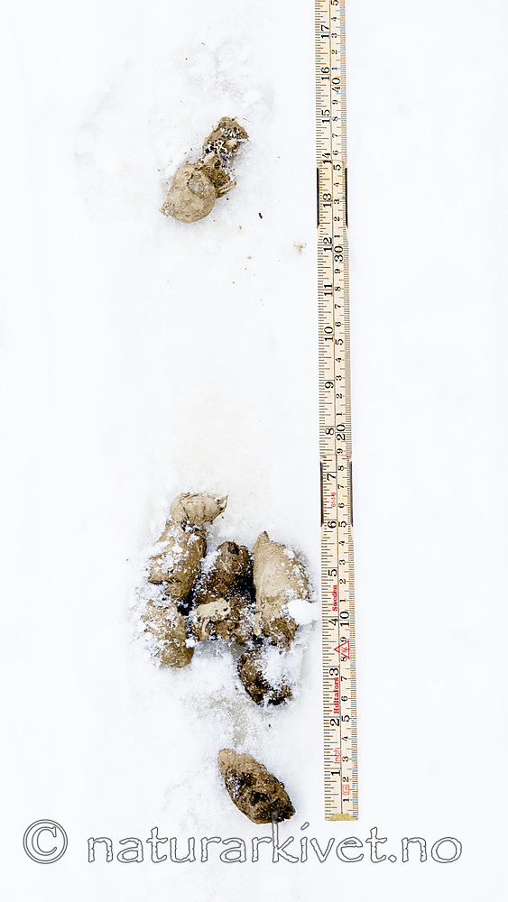 BB_20180217_0006 / Canis lupus / Ulv