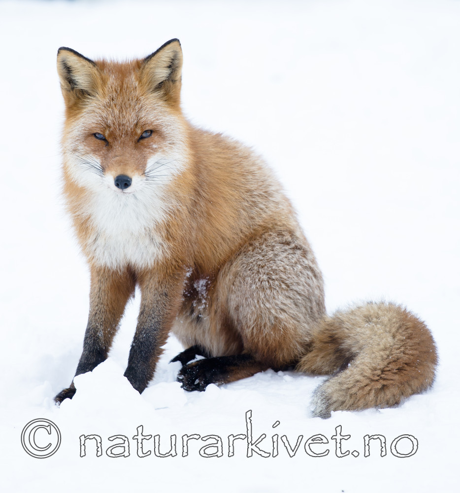 BB_20180219_1676 / Vulpes vulpes / Rødrev
