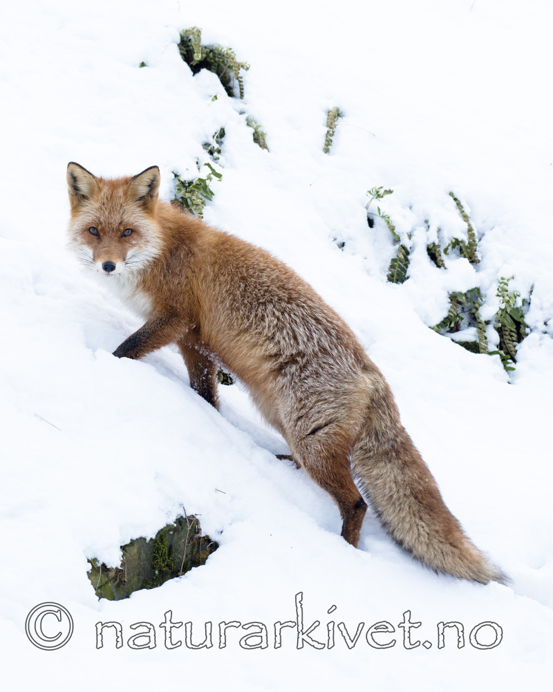 BB_20180219_1703 / Vulpes vulpes / Rødrev