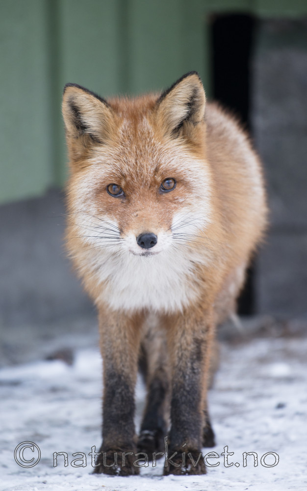BB_20180221_0128 / Vulpes vulpes / Rødrev