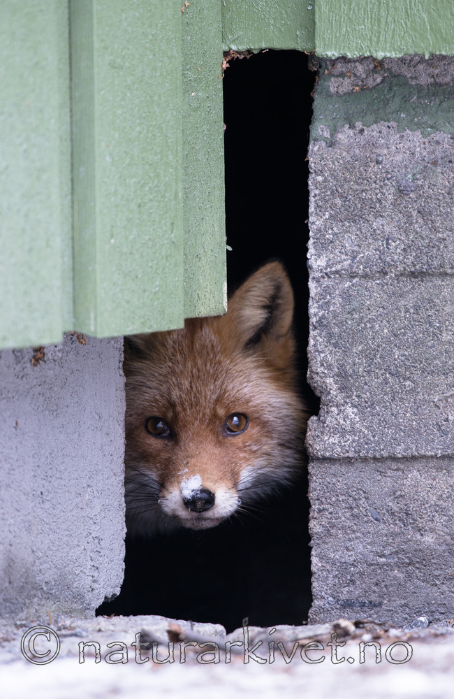 BB_20180221_0133 / Vulpes vulpes / Rødrev