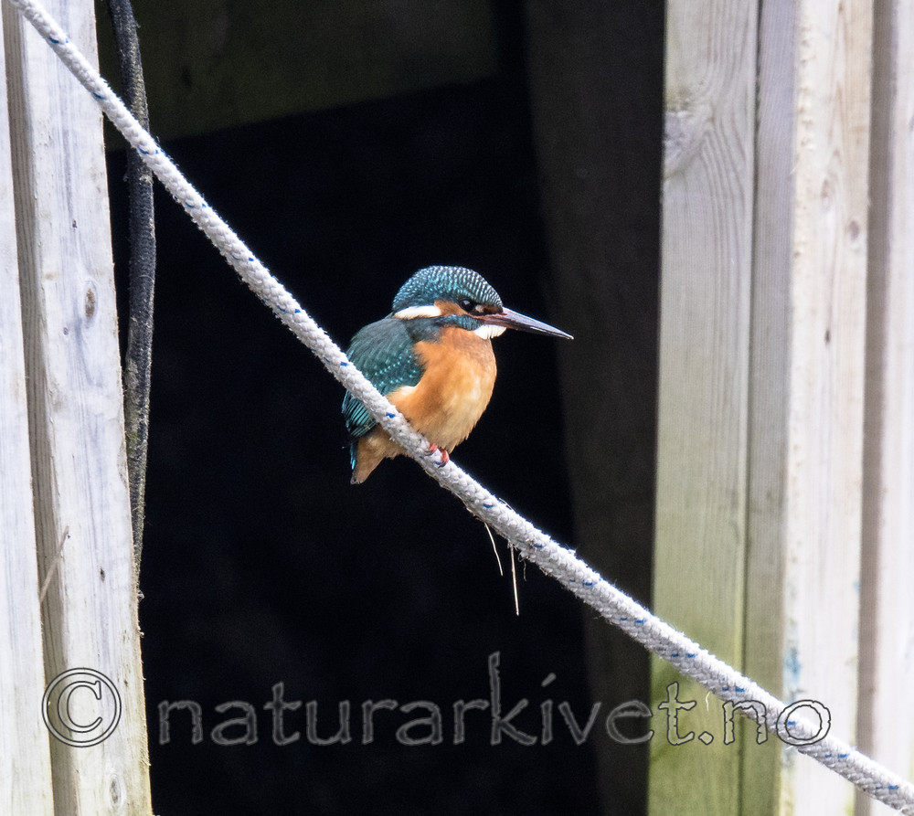 BB_20180224_0074 / Alcedo atthis / Isfugl