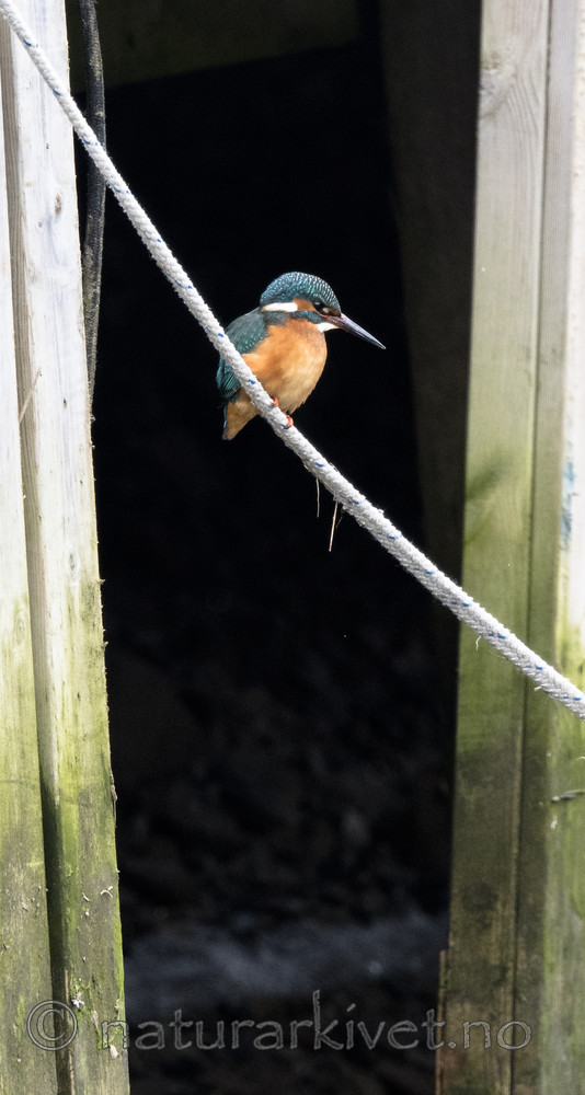 BB_20180224_0086 / Alcedo atthis / Isfugl