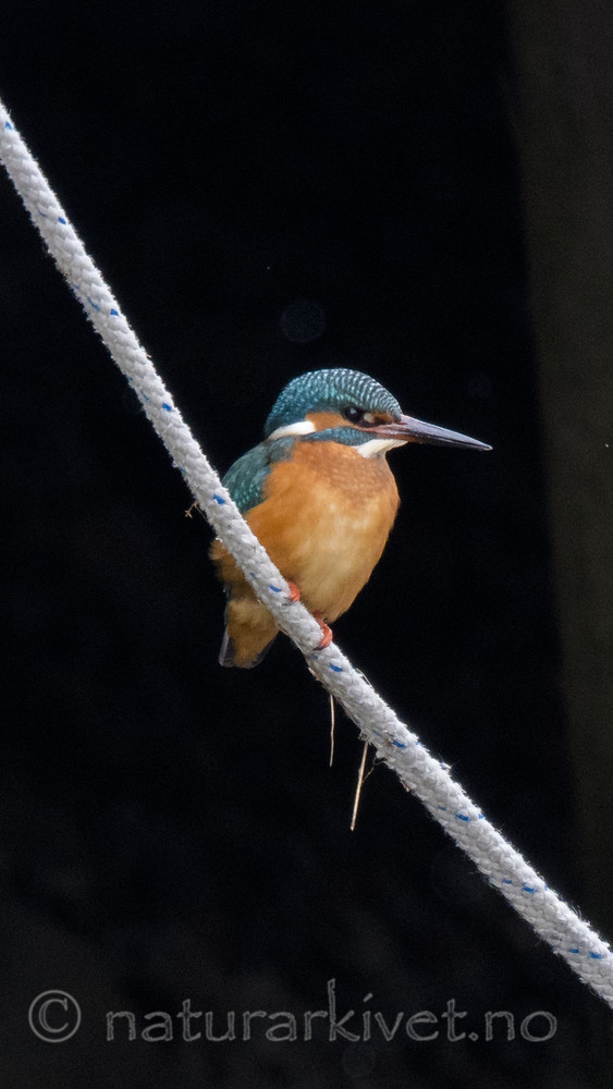 BB_20180224_0088 / Alcedo atthis / Isfugl