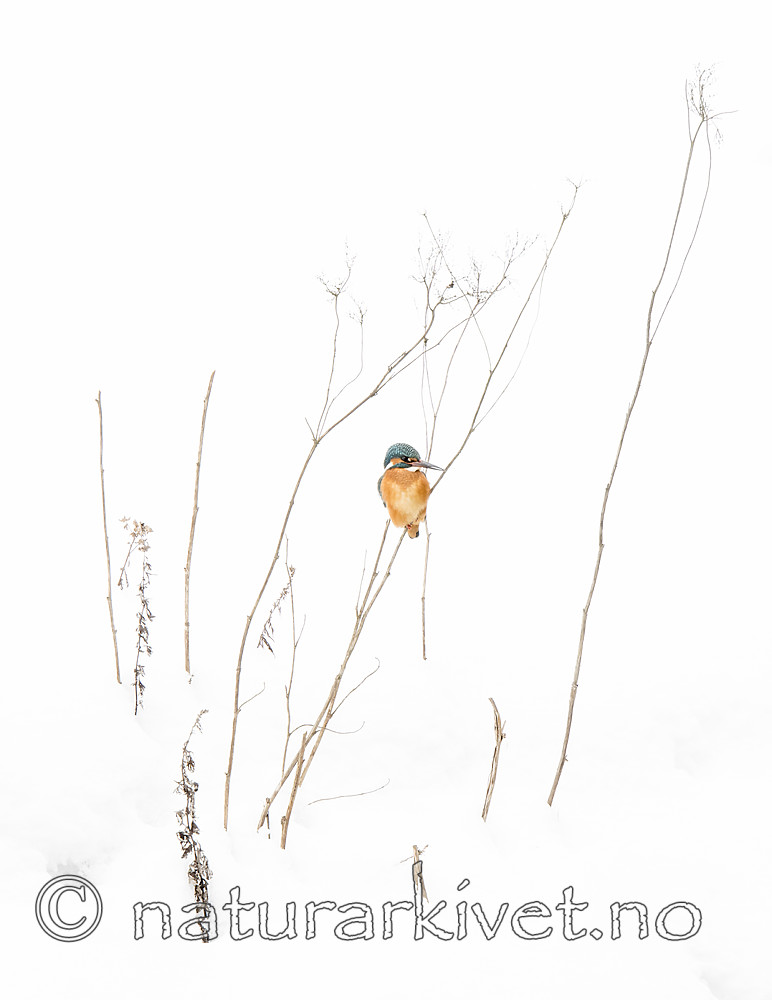 BB_20180224_0211 / Alcedo atthis / Isfugl