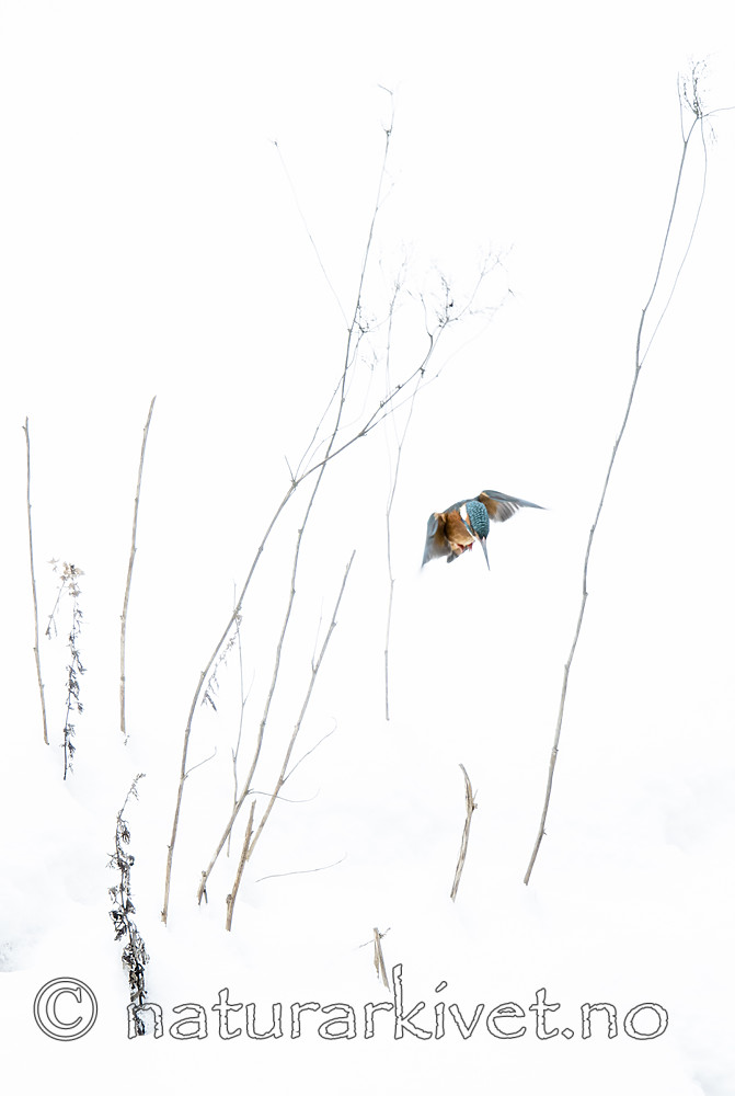 BB_20180224_0272 / Alcedo atthis / Isfugl