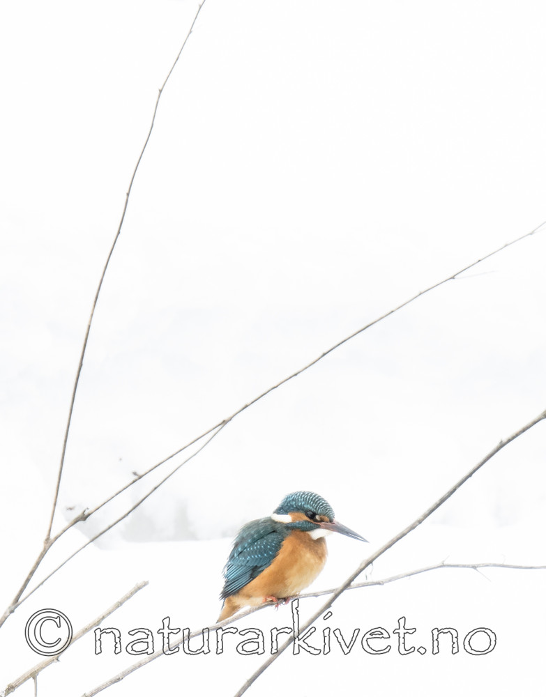 BB_20180224_0283 / Alcedo atthis / Isfugl