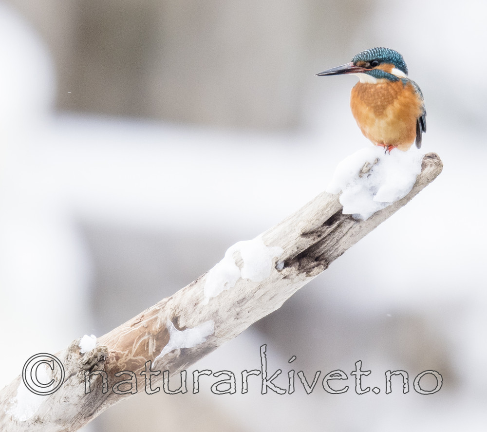 BB_20180224_0307 / Alcedo atthis / Isfugl