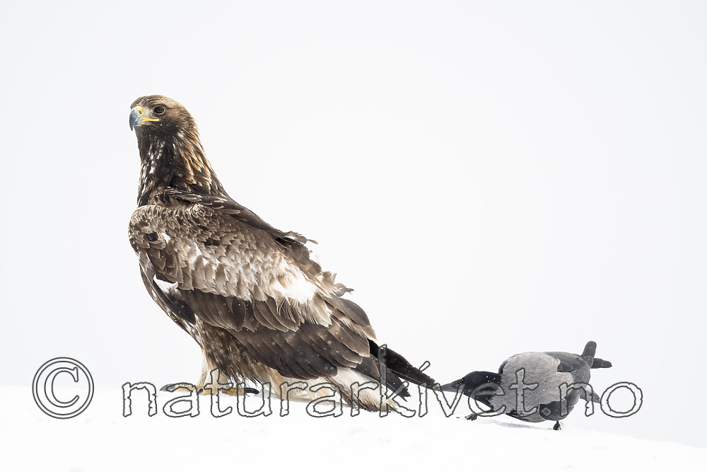 BB_20180227_1203 / Aquila chrysaetos / Kongeørn <br /> Corvus cornix / Kråke