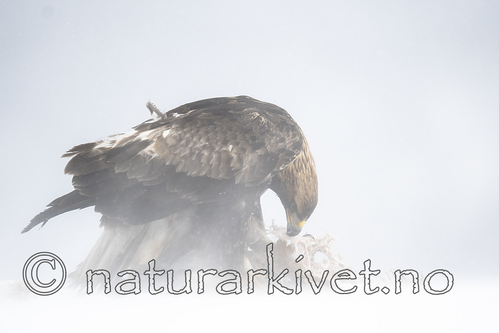 BB_20180227_1457 / Aquila chrysaetos / Kongeørn