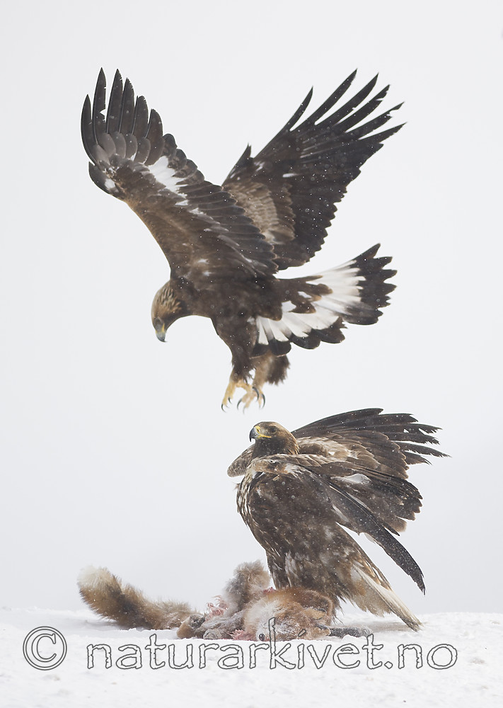 BB_20180227_2405 / Aquila chrysaetos / Kongeørn