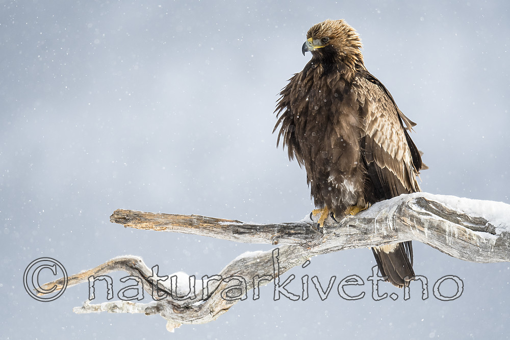BB_20180227_2511 / Aquila chrysaetos / Kongeørn