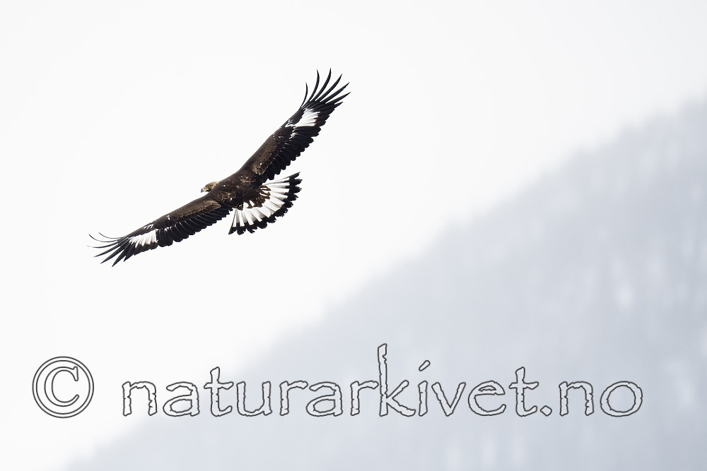 BB_20180228_0444 / Aquila chrysaetos / Kongeørn
