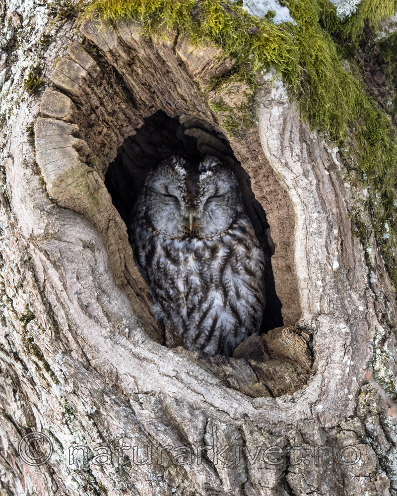 BB_20180304_0002 / Strix aluco / Kattugle