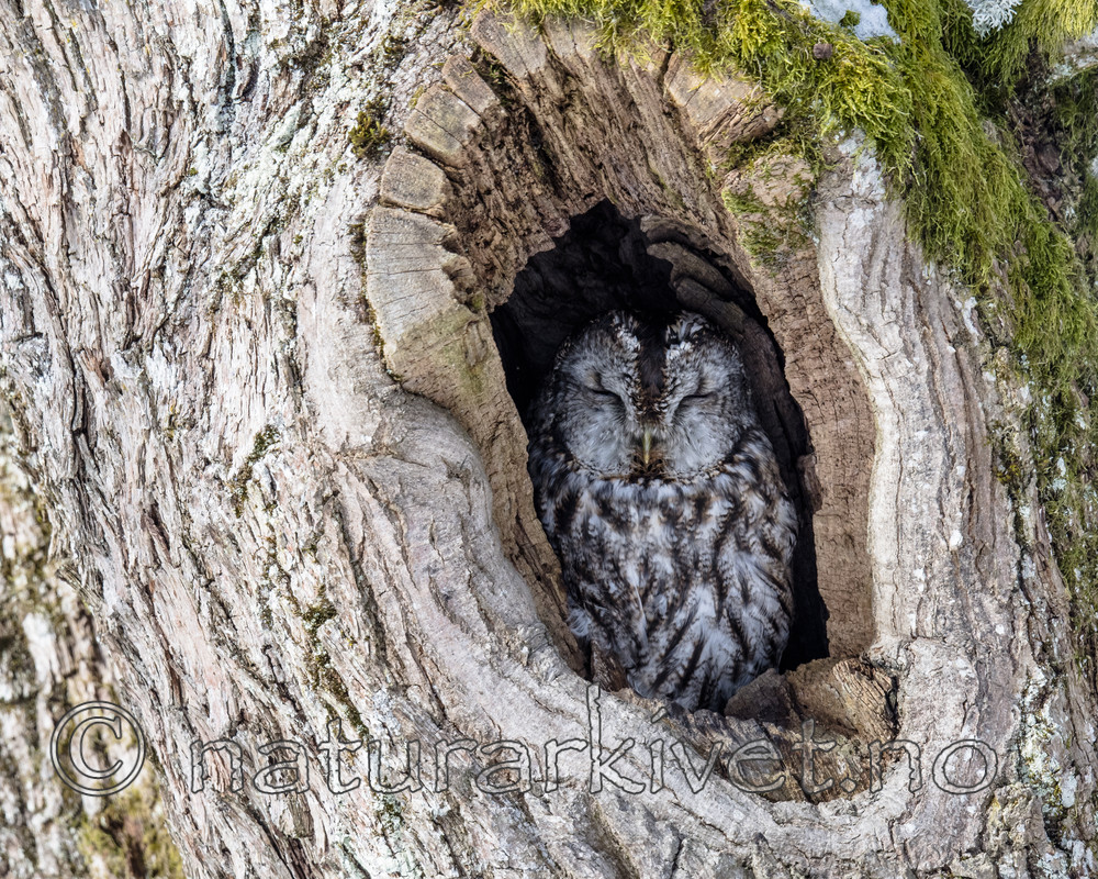 BB_20180304_0012 / Strix aluco / Kattugle