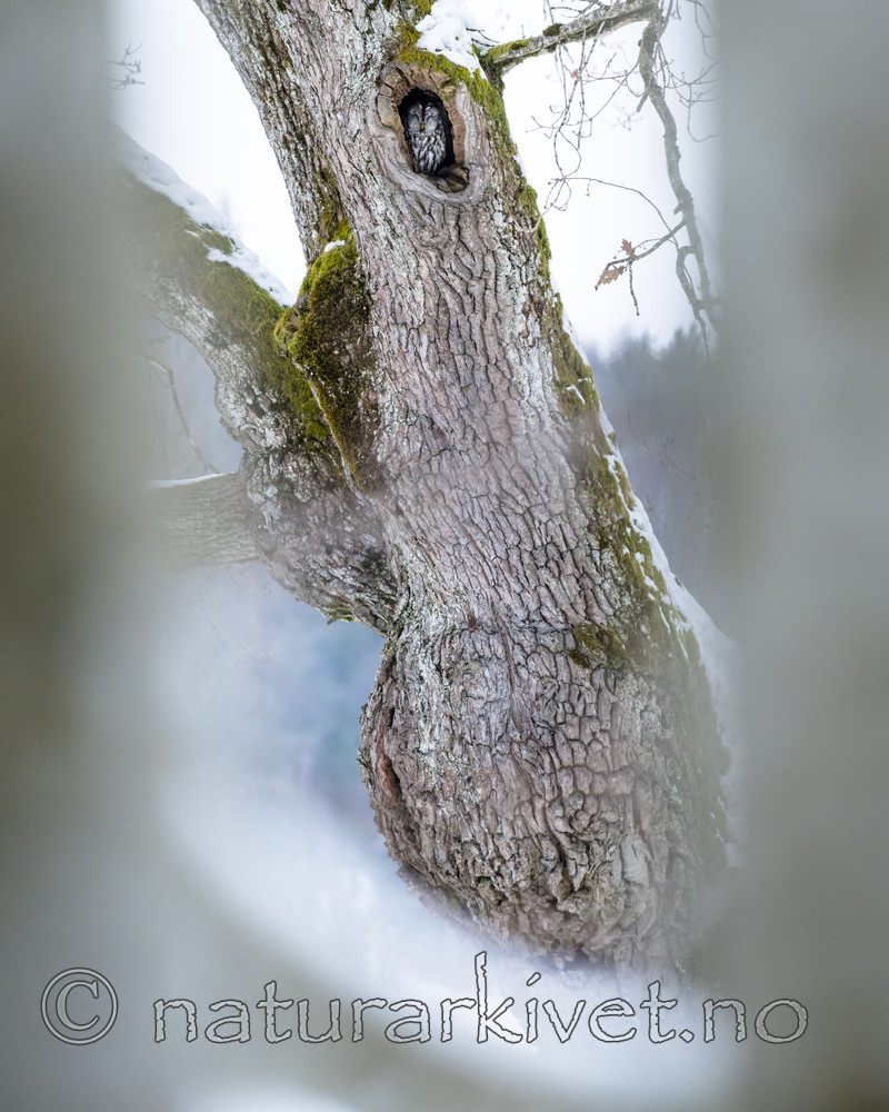 BB_20180311_0026-2 / Quercus robur / Sommereik <br /> Strix aluco / Kattugle