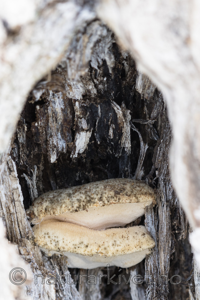 BB_20180324_0077 / Spongipellis spumea / Skumkjuke