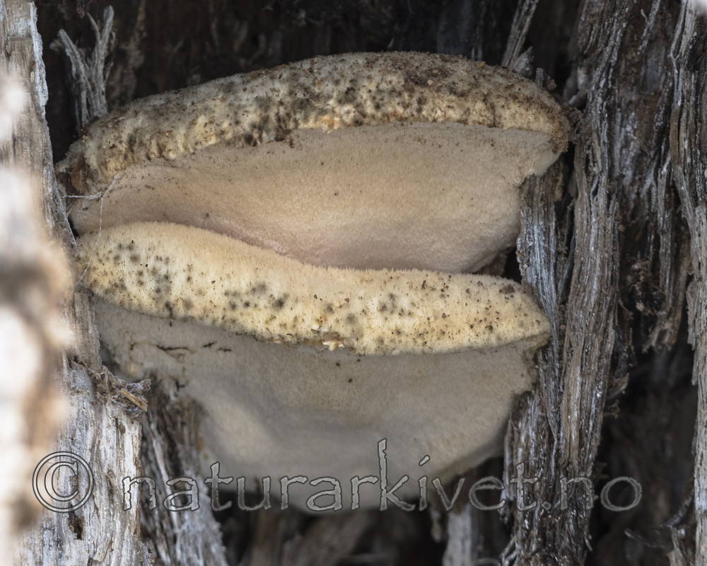 BB_20180324_0081 / Spongipellis spumea / Skumkjuke