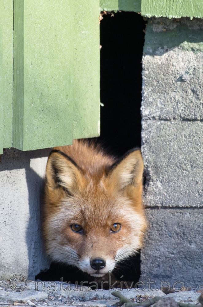 BB_20180327_0006 / Vulpes vulpes / Rødrev