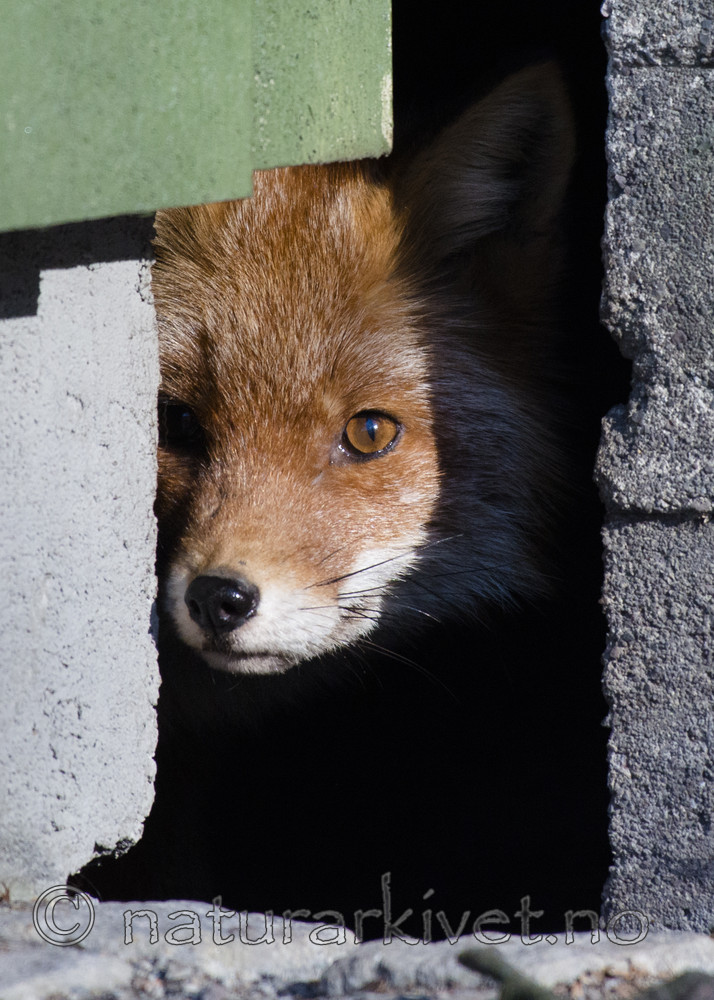 BB_20180327_0018 / Vulpes vulpes / Rødrev