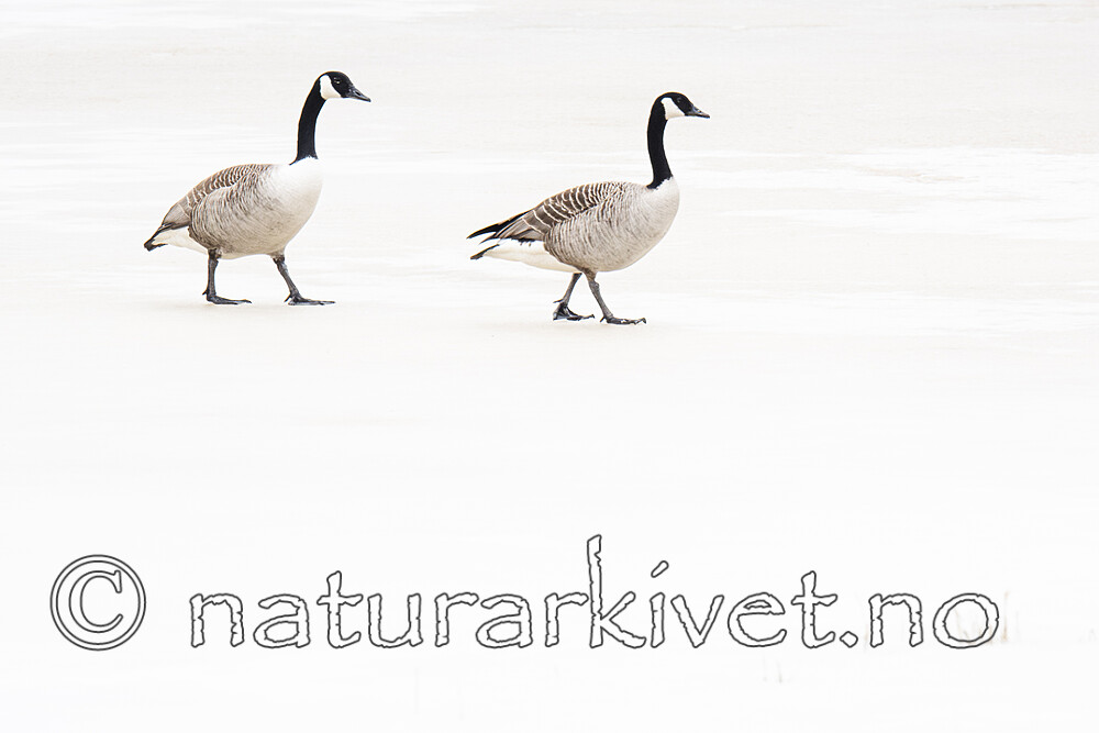 BB_20180408_0043-Forbedret-NR / Branta canadensis / Kanadagås