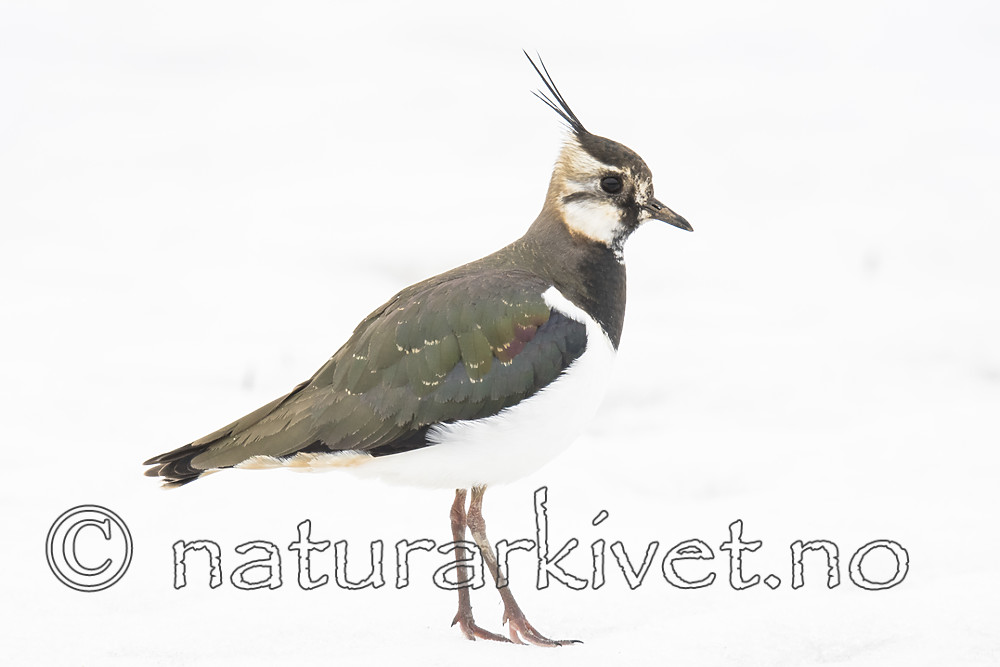 BB_20180408_0066 / Vanellus vanellus / Vipe