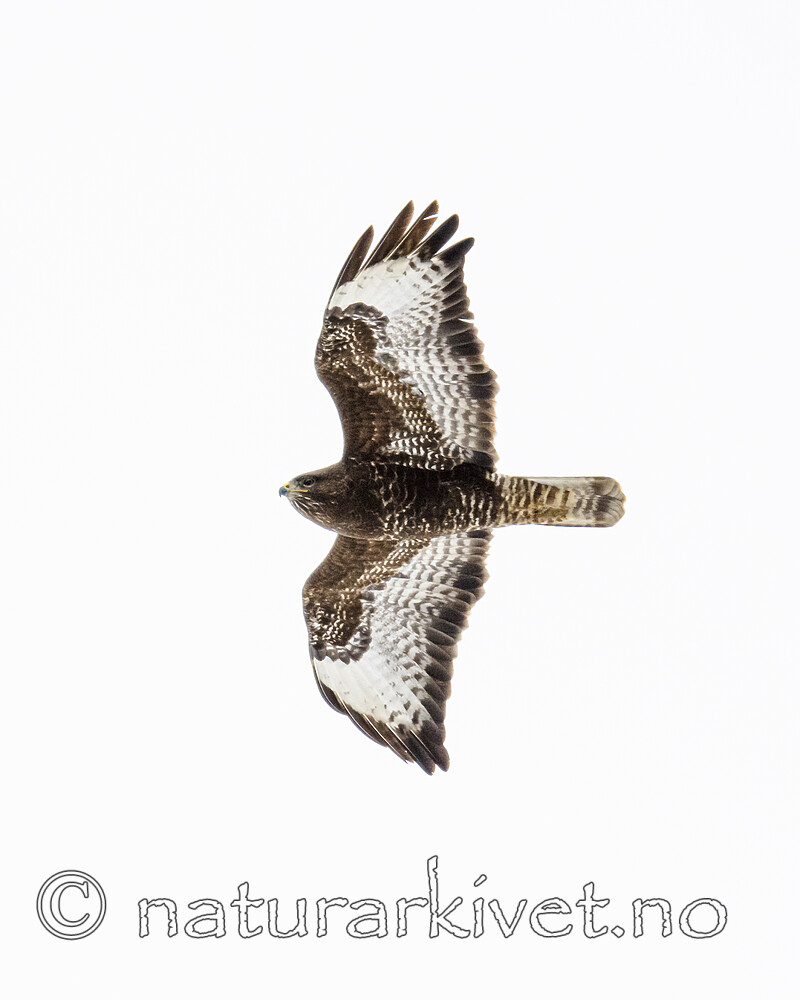 BB_20180408_0252 / Buteo buteo / Musvåk