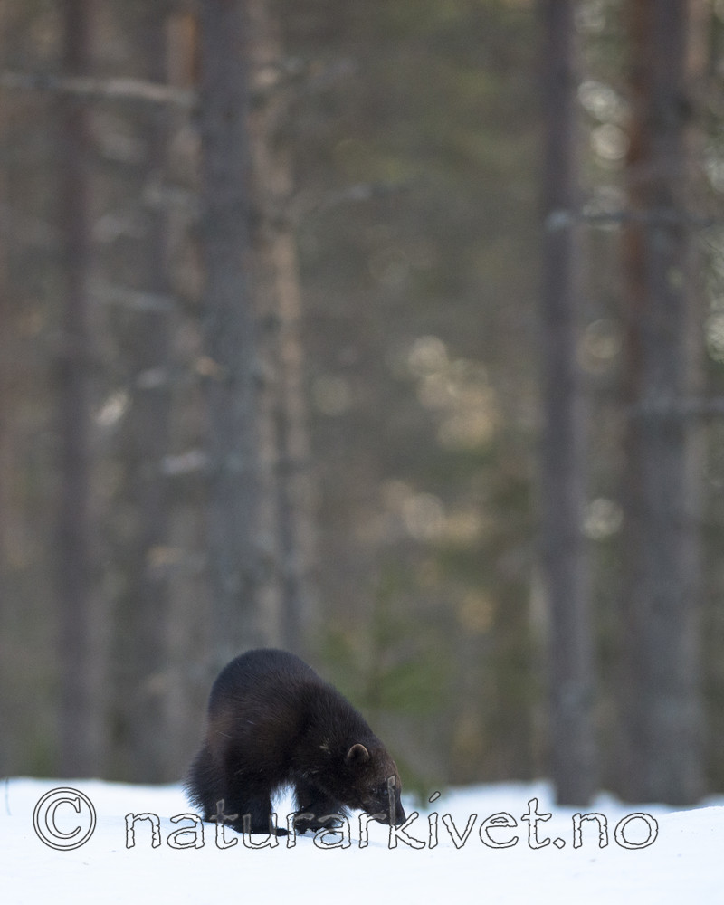 BB_20180412_0045 / Gulo gulo / Jerv