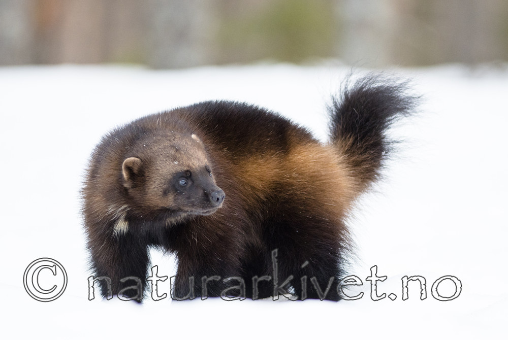 BB_20180412_0291 / Gulo gulo / Jerv