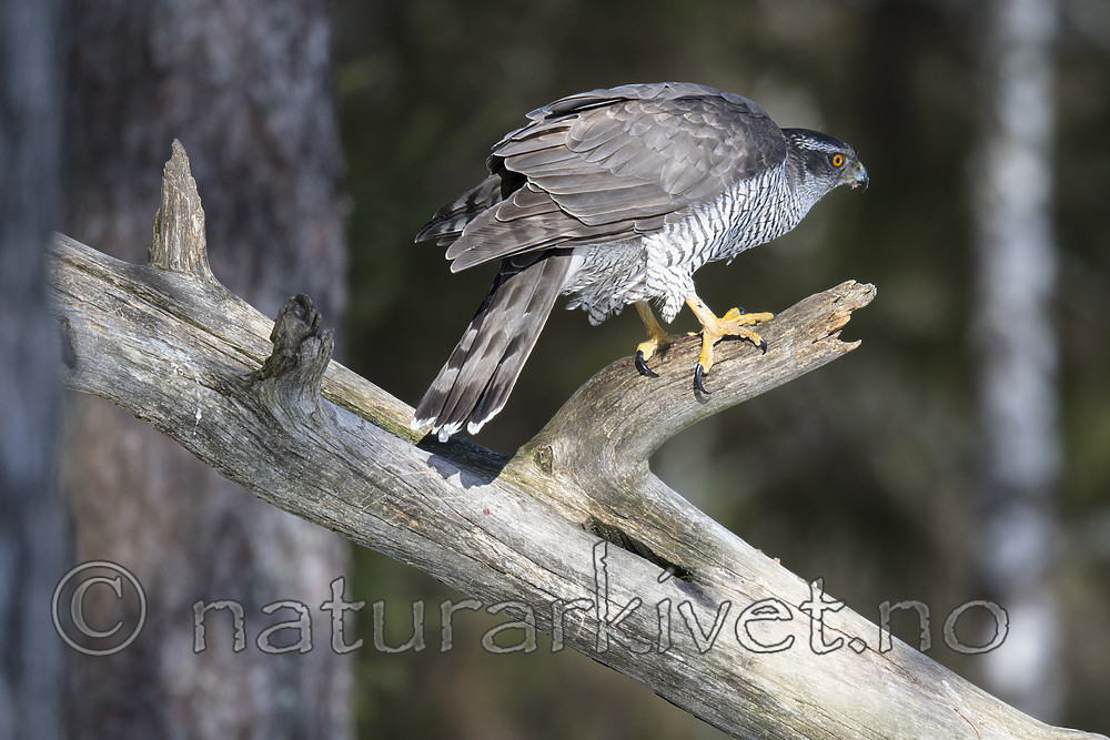 BB_20180413_0111 / Accipiter gentilis / Hønsehauk