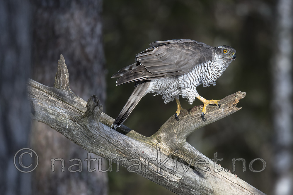 BB_20180413_0118 / Accipiter gentilis / Hønsehauk