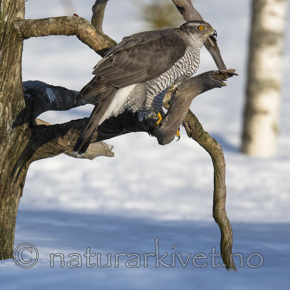 BB_20180413_0367 / Accipiter gentilis / Hønsehauk