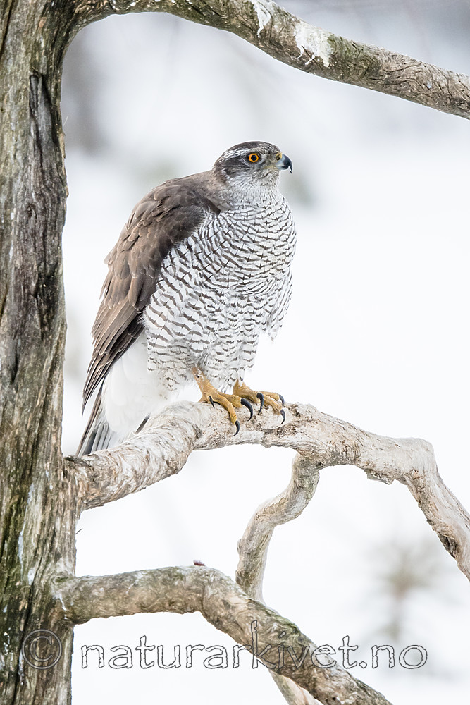 BB_20180414_0036 / Accipiter gentilis / Hønsehauk