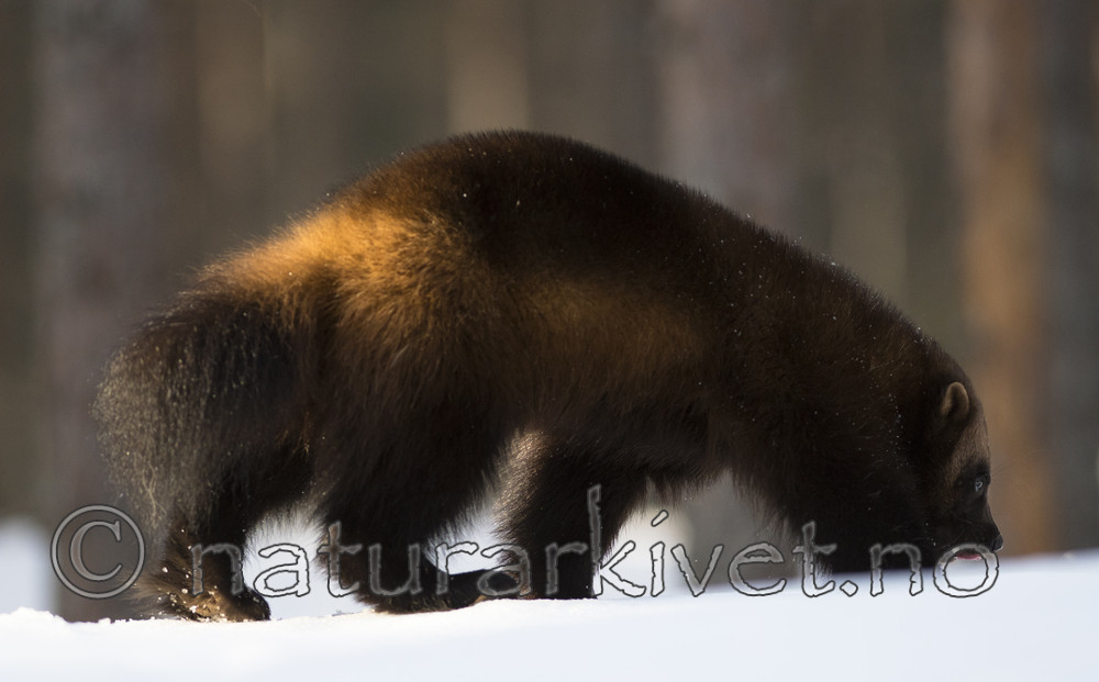 BB_20180415_0267 / Gulo gulo / Jerv