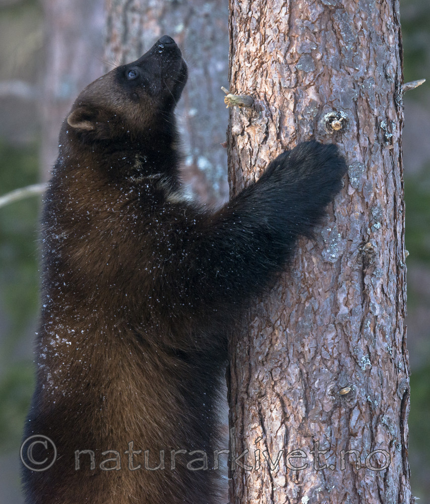 BB_20180415_0314 / Gulo gulo / Jerv