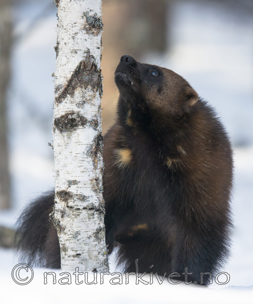 BB_20180415_0380 / Gulo gulo / Jerv