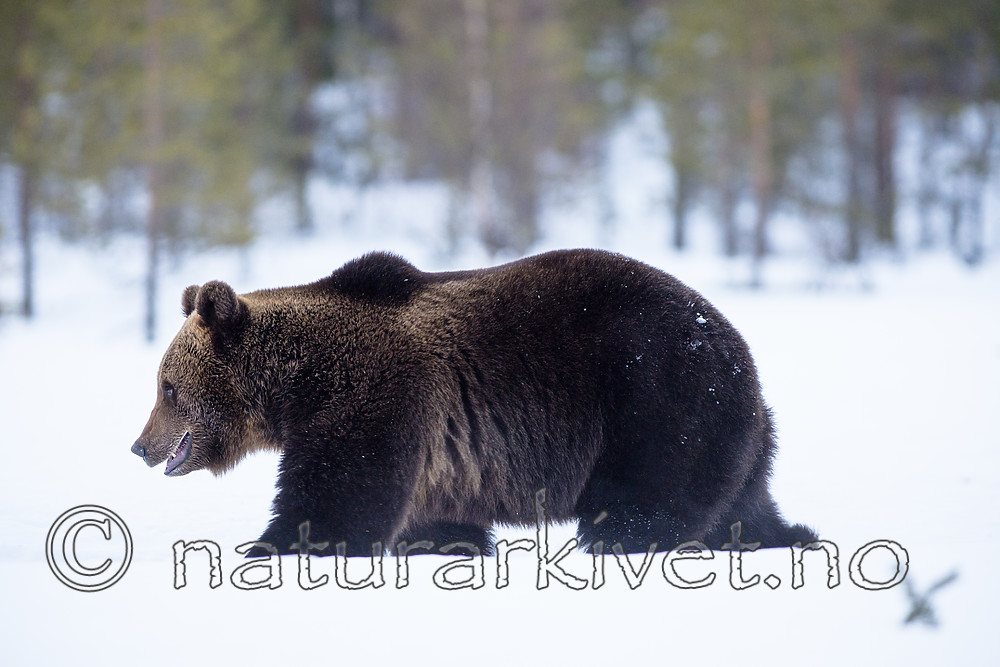 BB_20180416_0138 / Ursus arctos / Brunbjørn