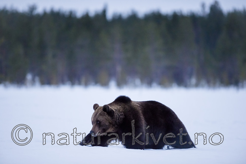 BB_20180417_0463 / Ursus arctos / Brunbjørn