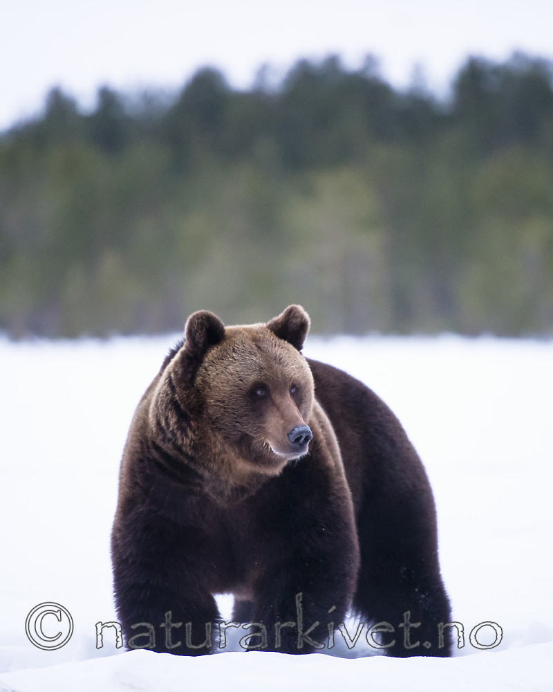 BB_20180417_0602 / Ursus arctos / Brunbjørn