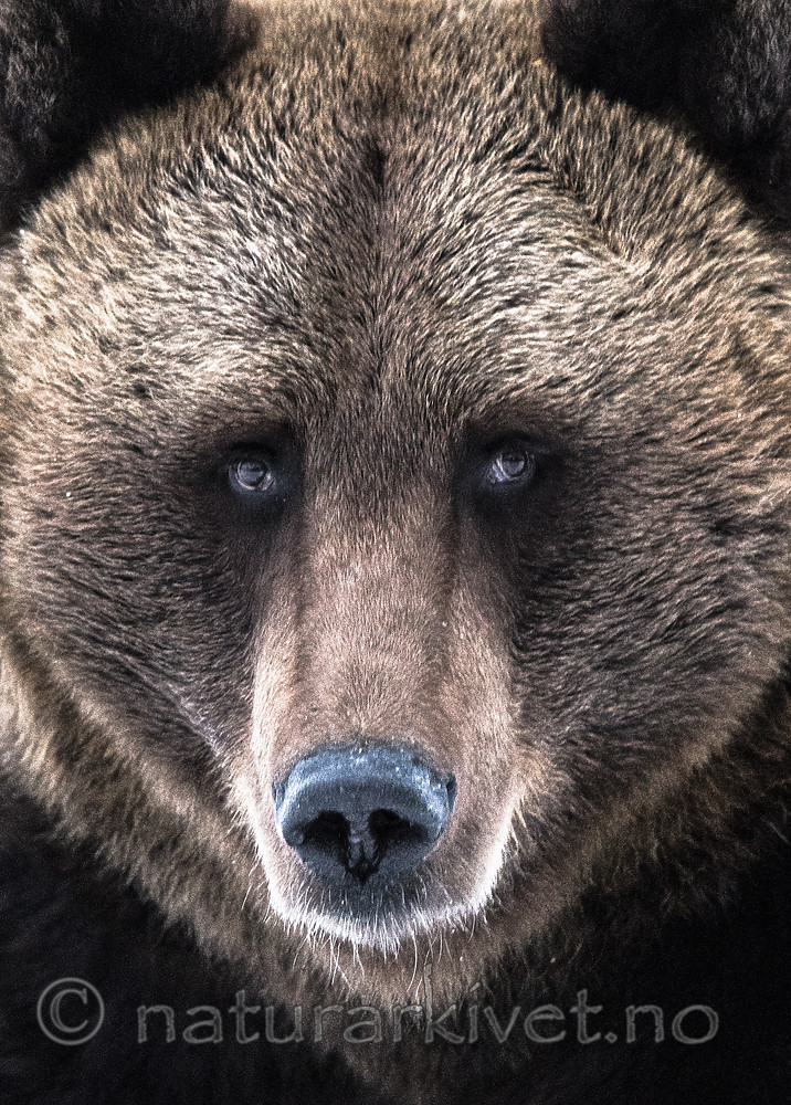 BB_20180417_0606 / Ursus arctos / Brunbjørn