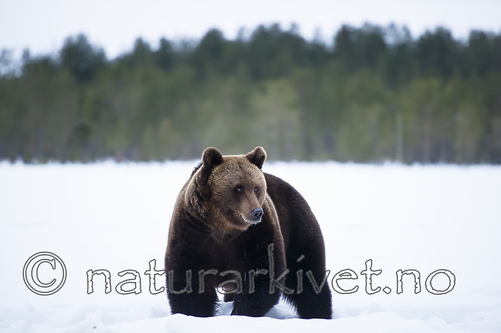 BB_20180417_0612 / Ursus arctos / Brunbjørn