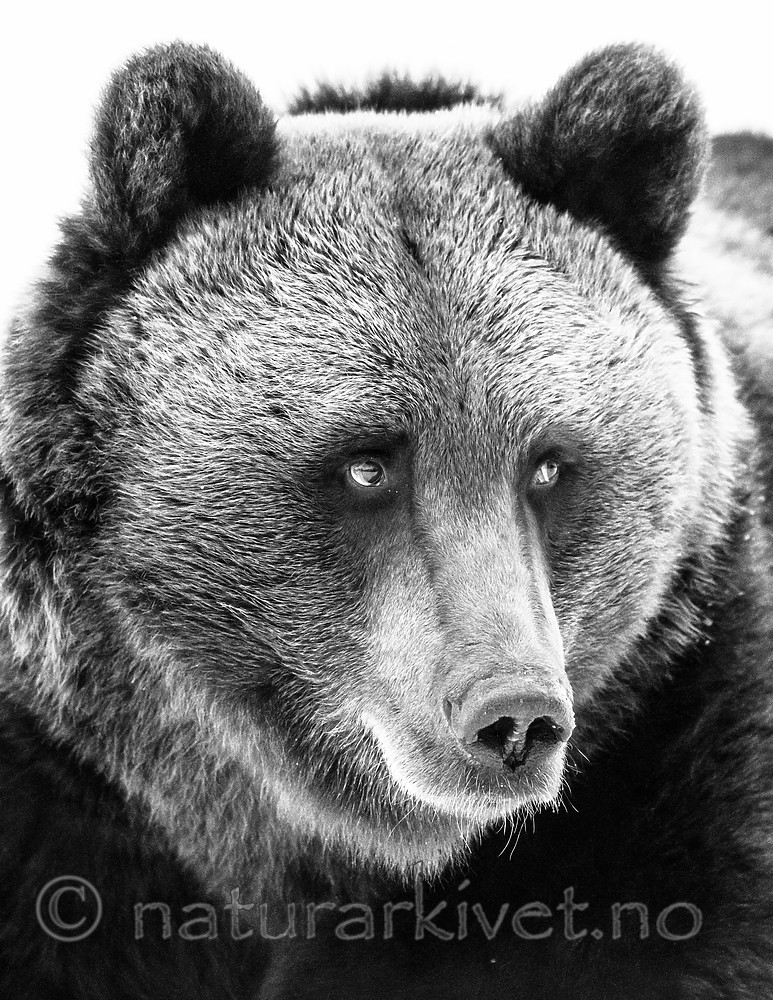 BB_20180417_0613-2 / Ursus arctos / Brunbjørn